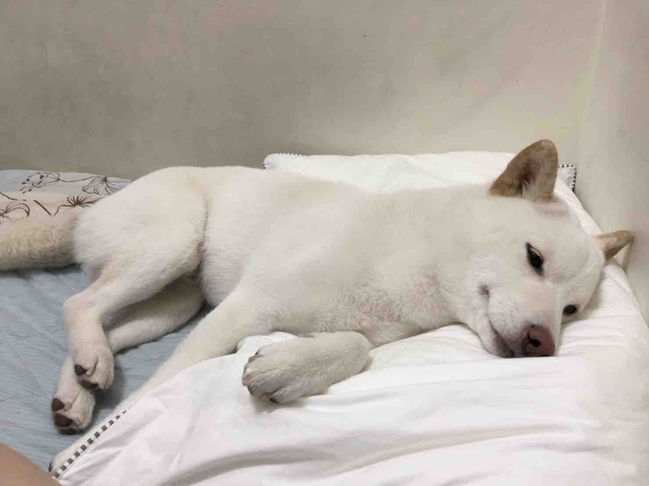 Dog尼
