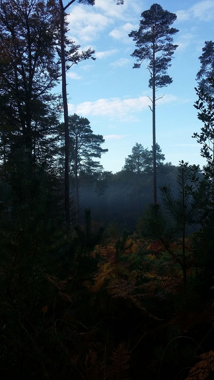 Deuxième photo de la Forêt dans le brouillard