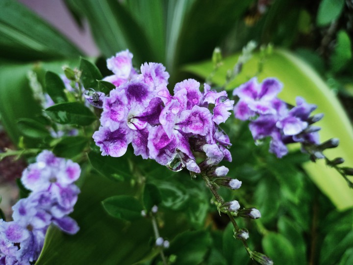 Tiny Purple Flowers ?