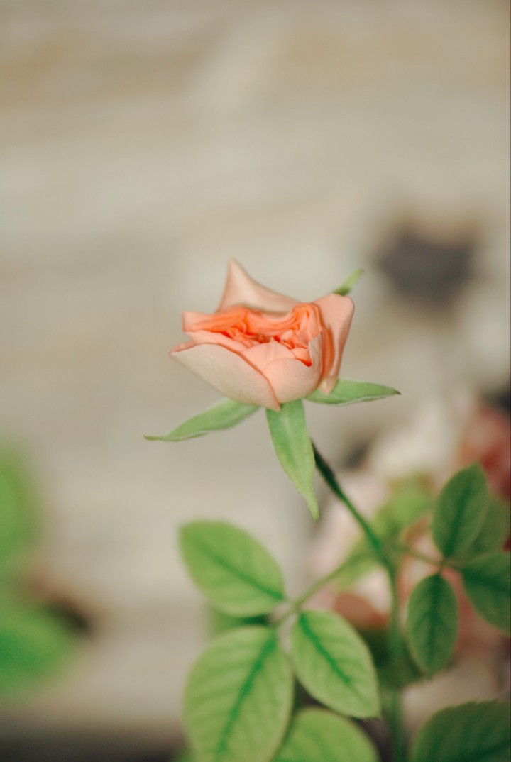 flower -my click-