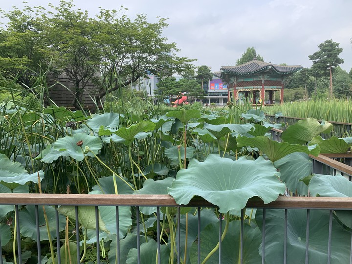 연꽃과전경