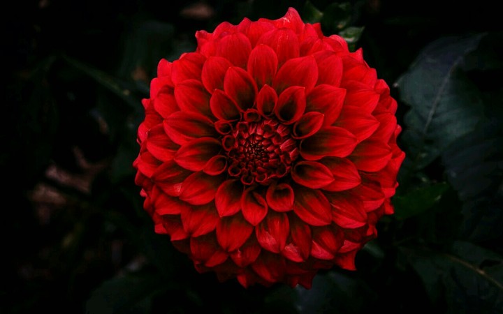 Red Daliya