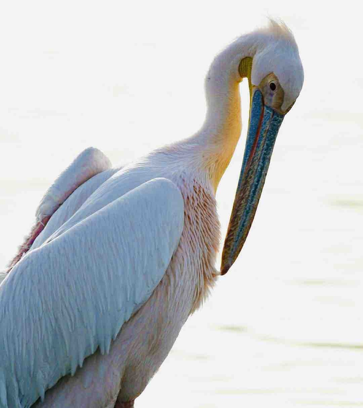 great white pelican