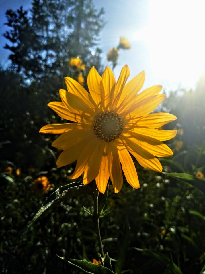 sunflower