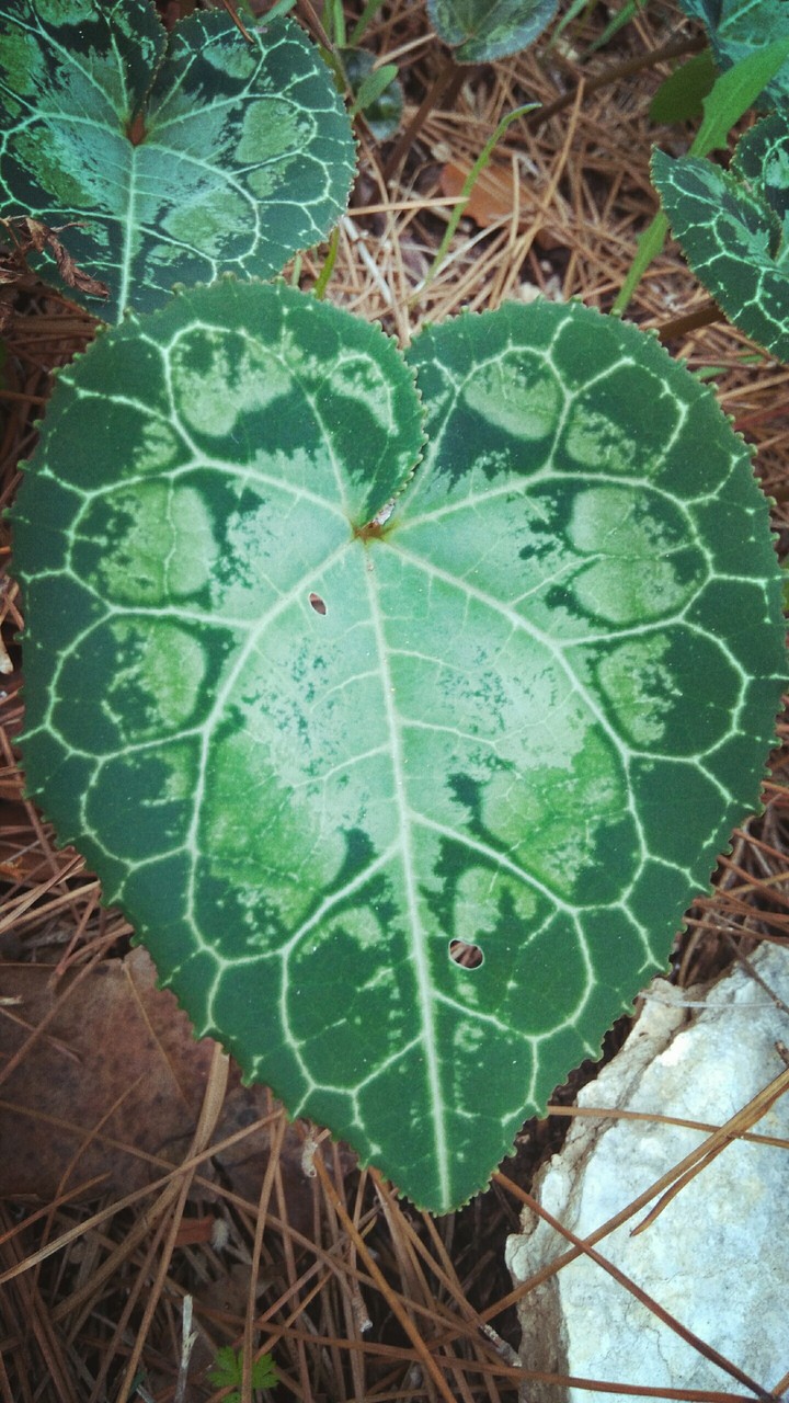 green leaf