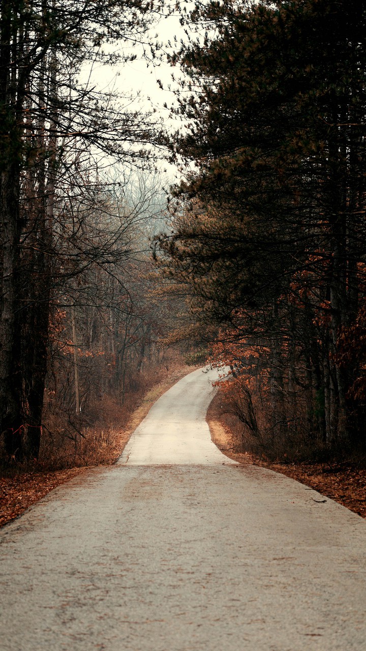 road nature