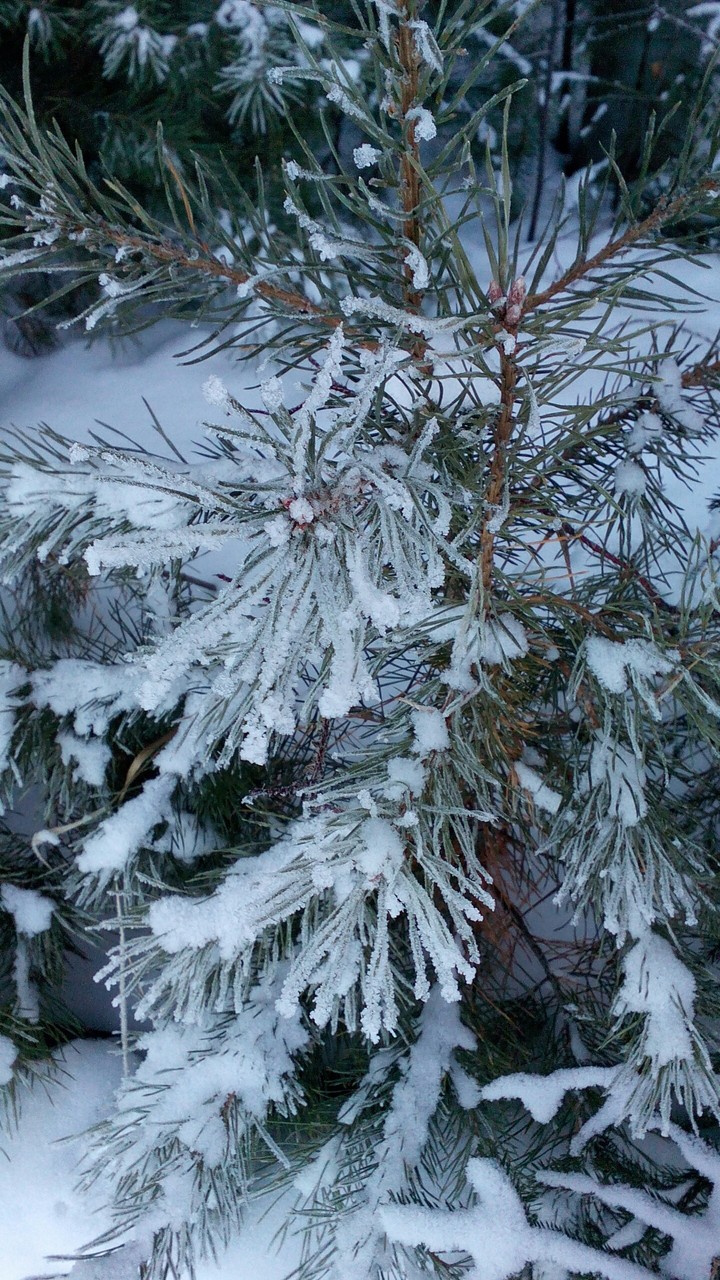 Frost