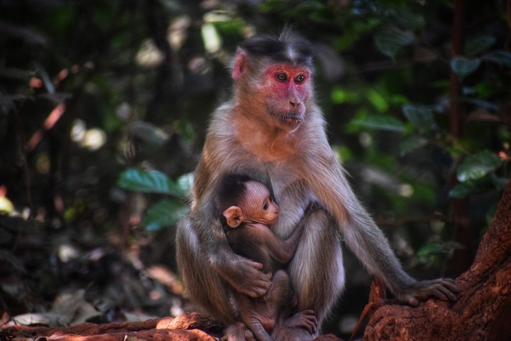 mother