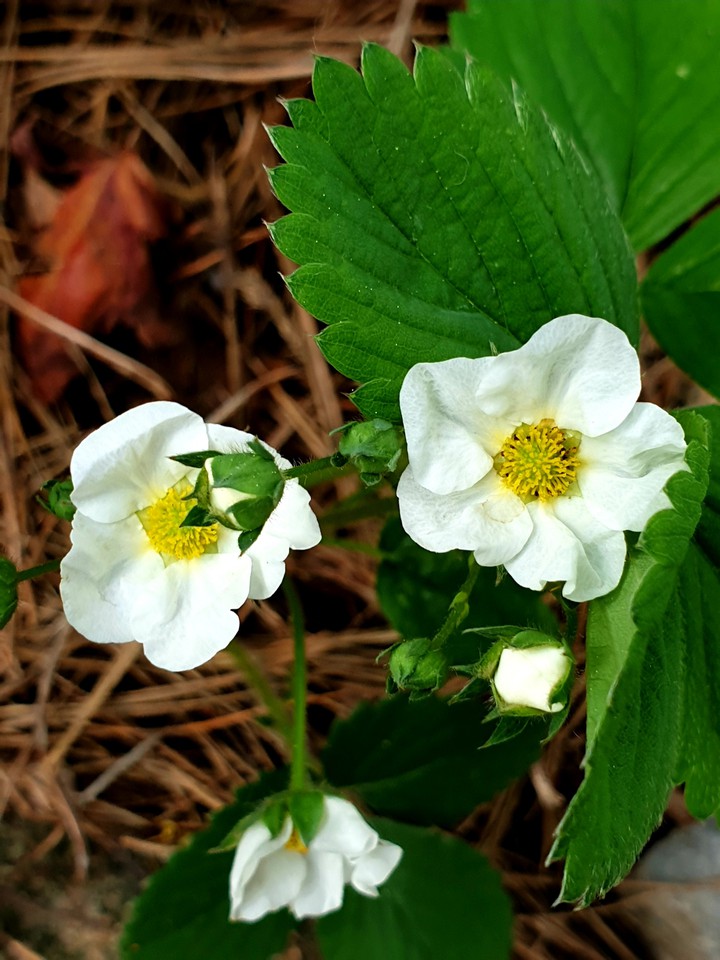 poziomki