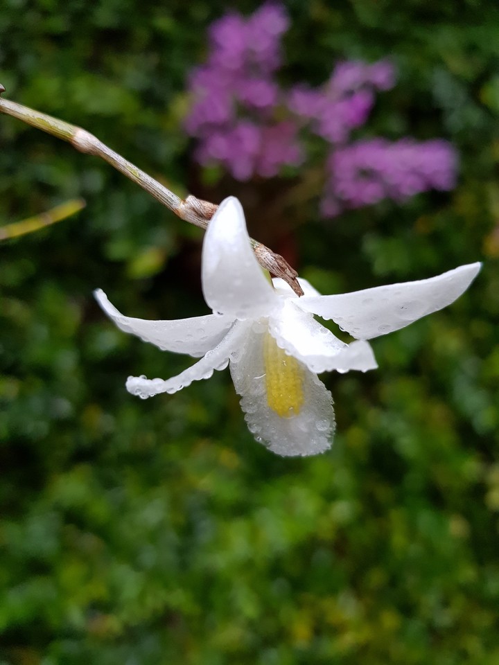 Sân vườn