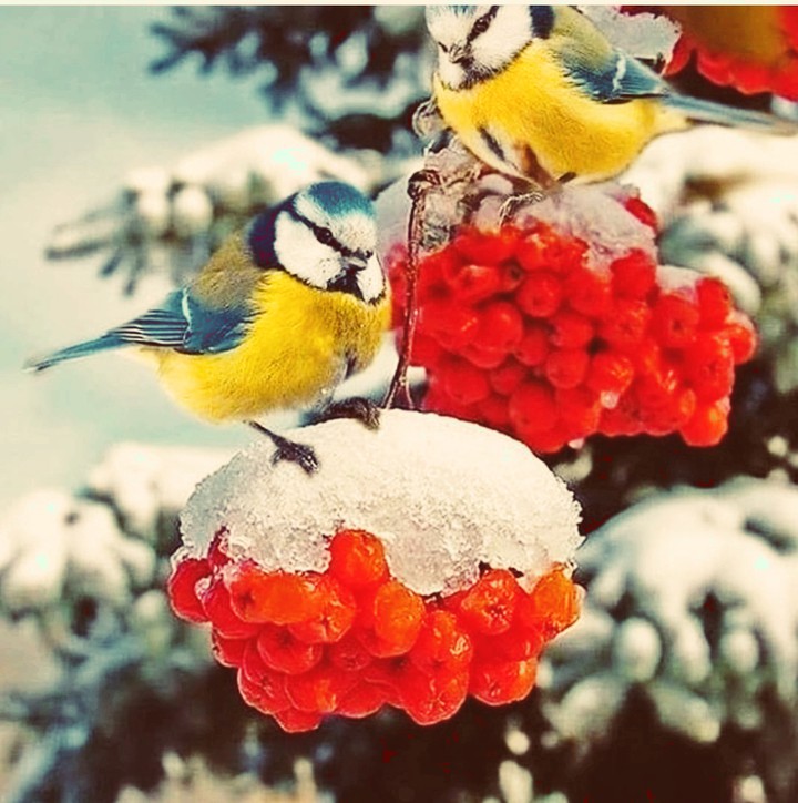 birds