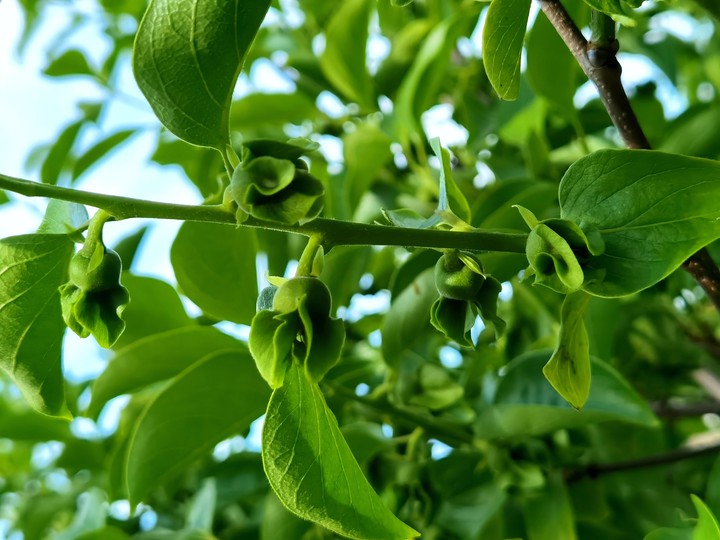 Persimmon fruit