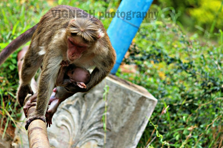 monkey