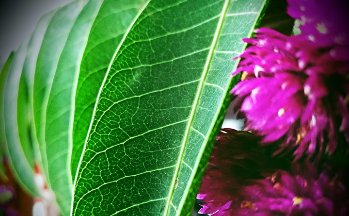 Mango Leaf