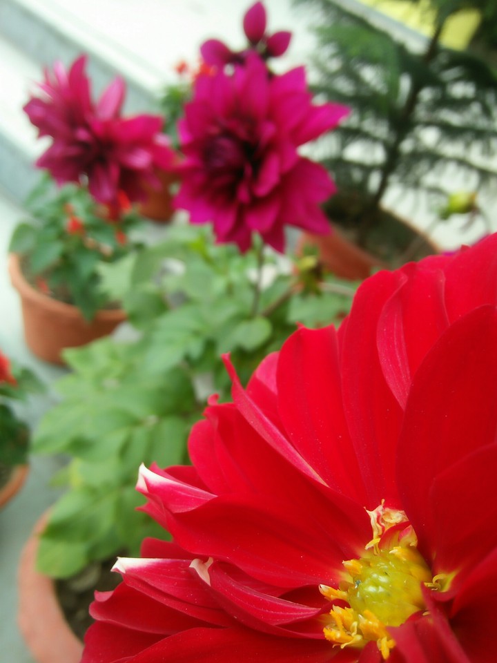 lovely Flower