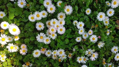 Chamomile