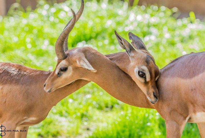 Gerenuk