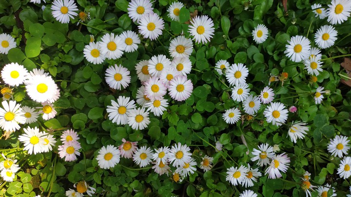 Chamomile