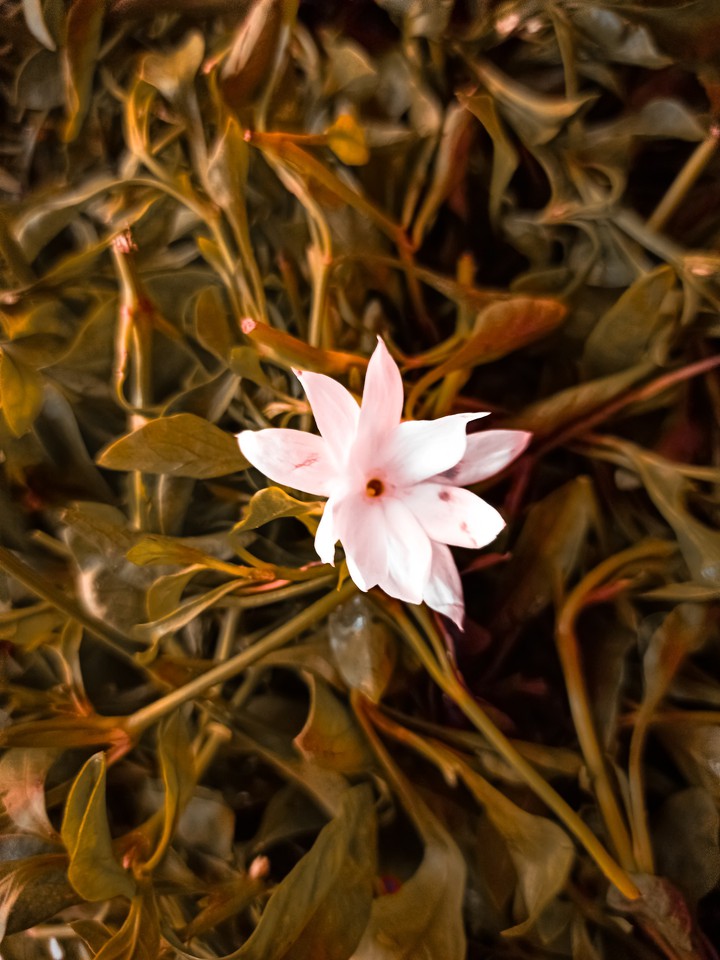 flower