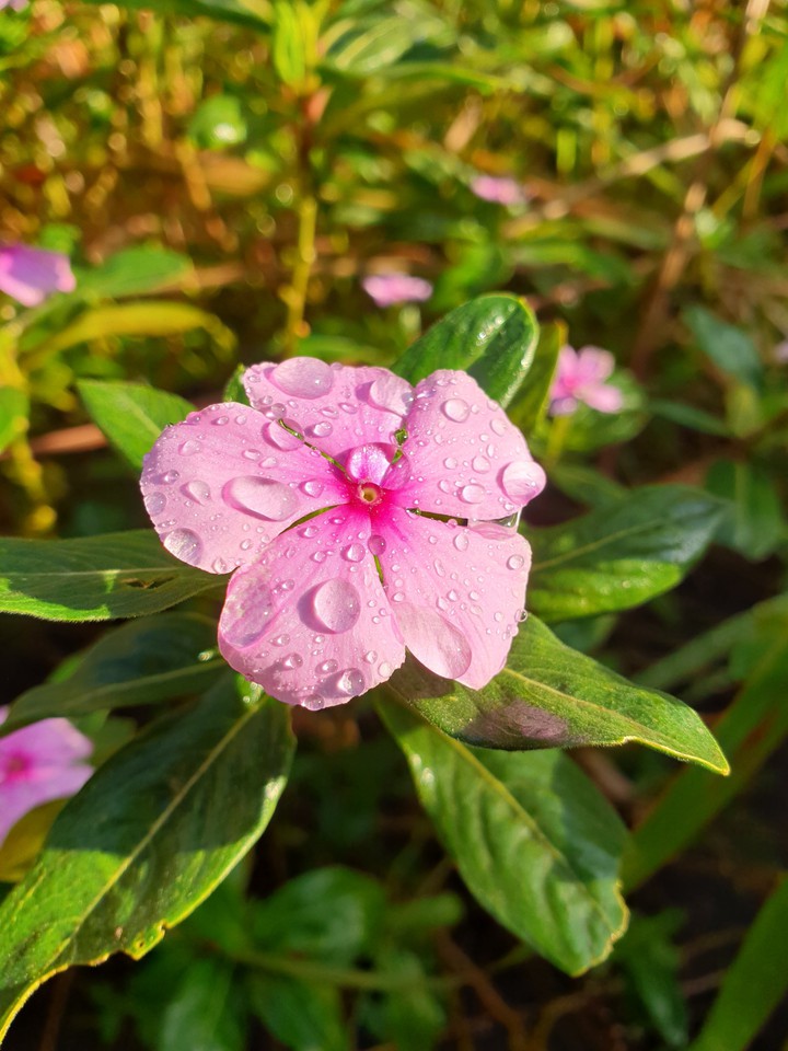 Pink Dew