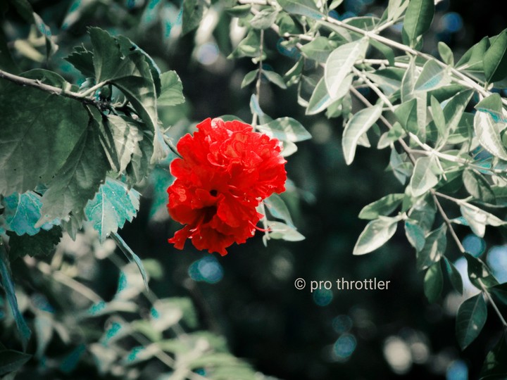 red