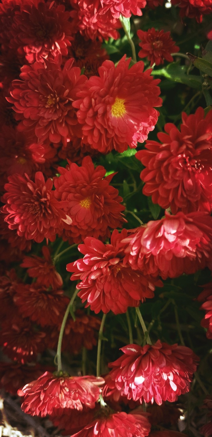 red flowers