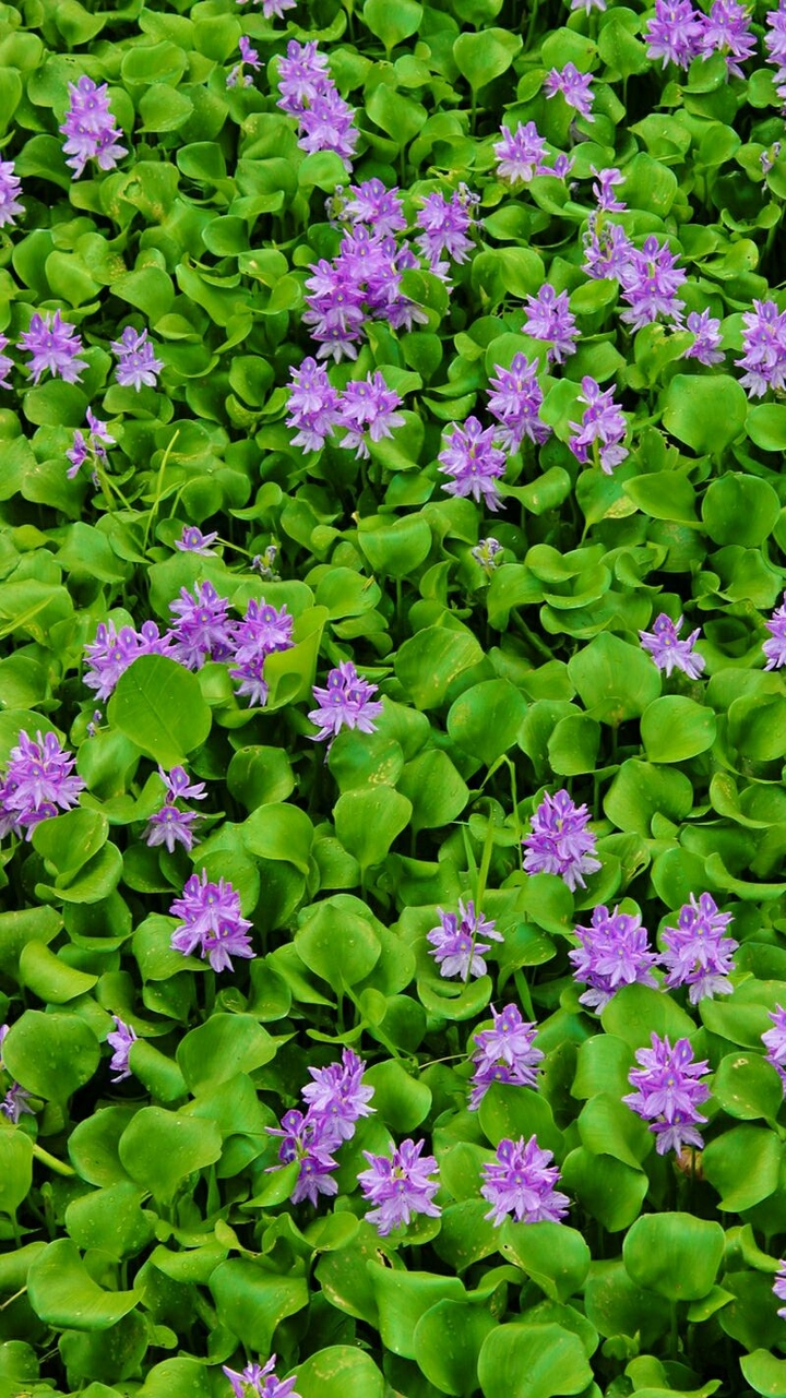 Water Flower