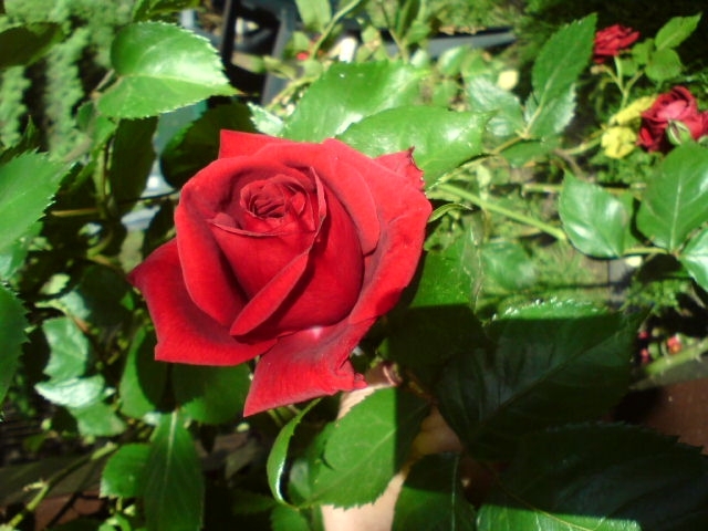 red