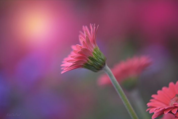 pink