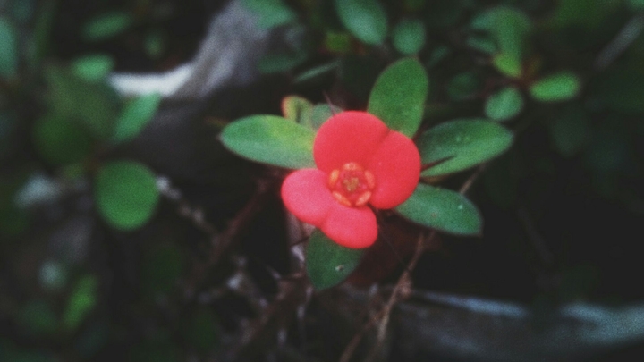 Unknown Blossom