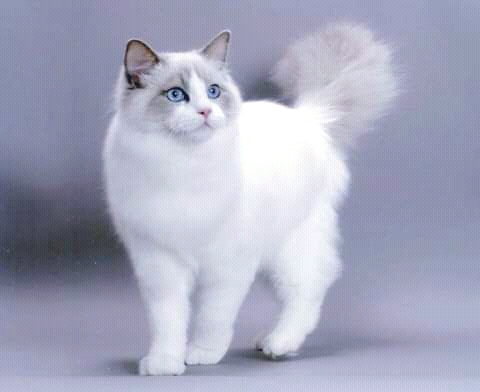 мой кот