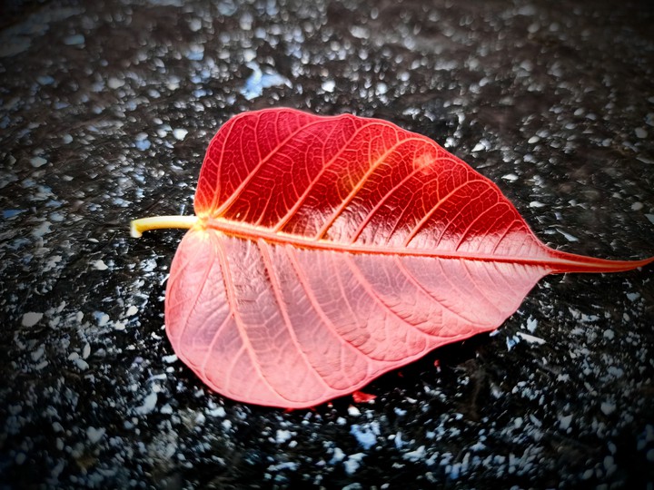 ❣️leaf ?❣️