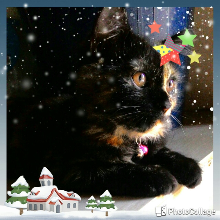 cat
