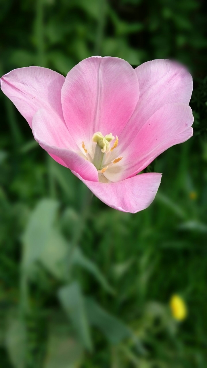 Tulpe