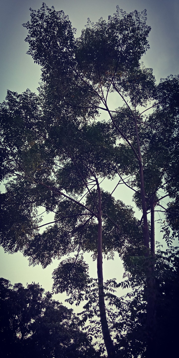 love of nature