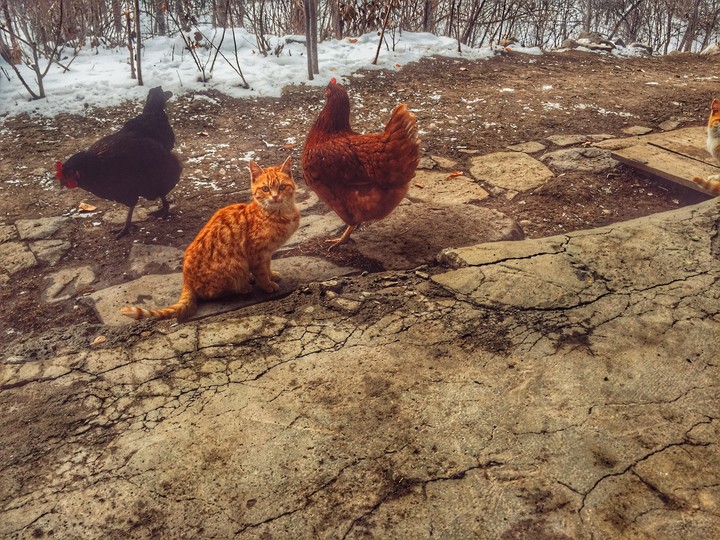 cat
