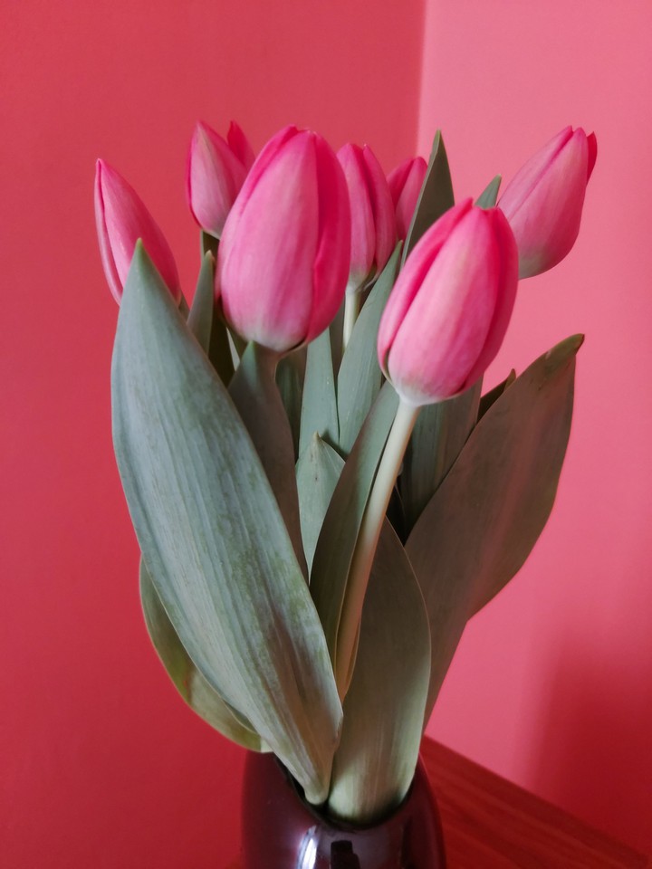 Różowe Tulipany