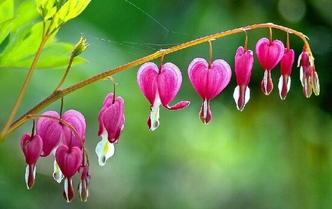 flora, Bud桌布