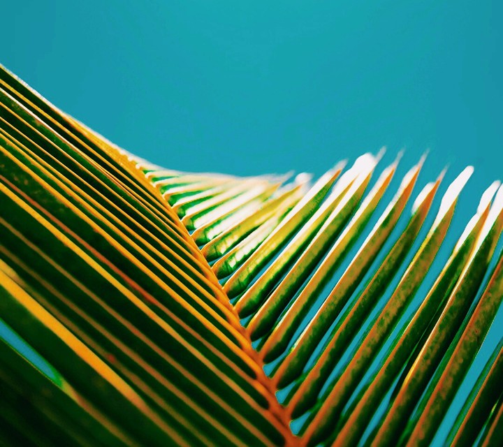 Palm