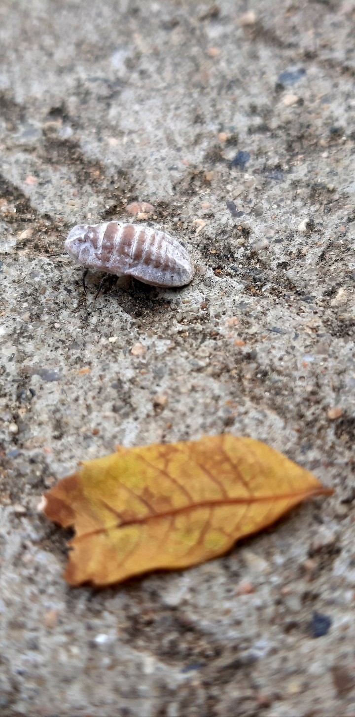 Bug with a leaf