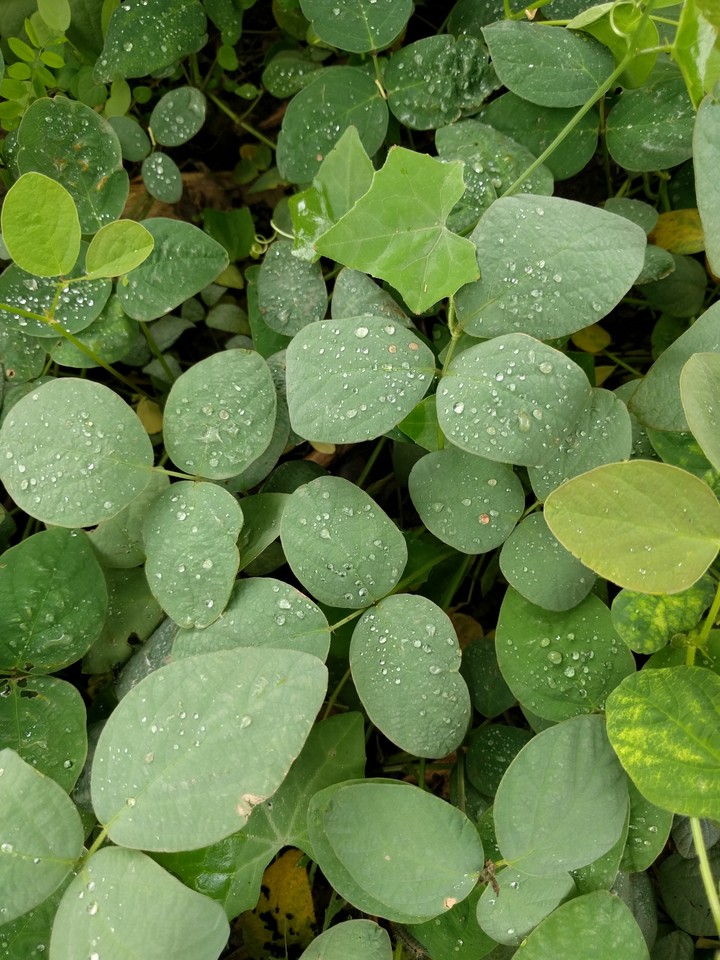 pearls on leaves