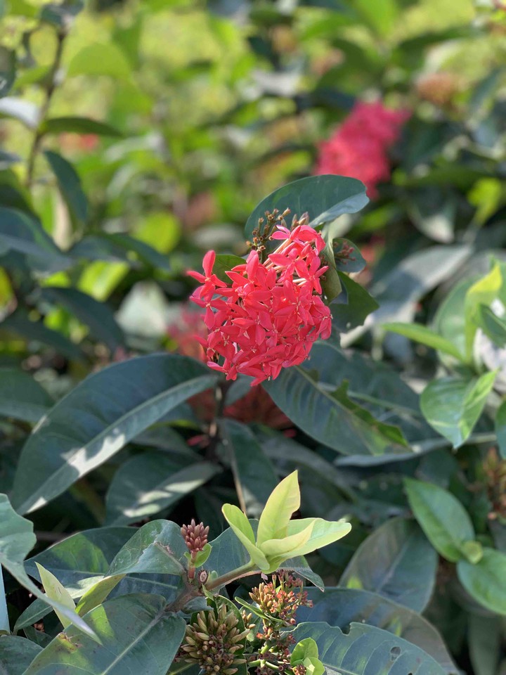 My garden plant