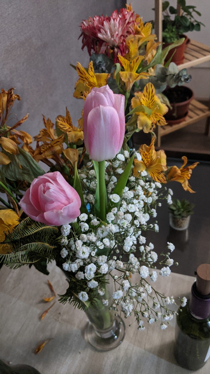 tulipanes