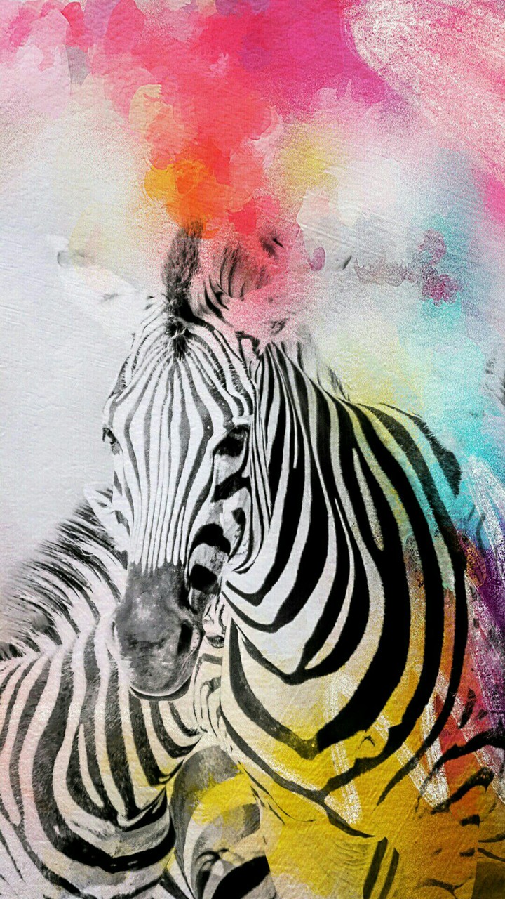 zebra