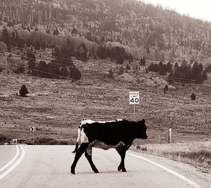 Cow
