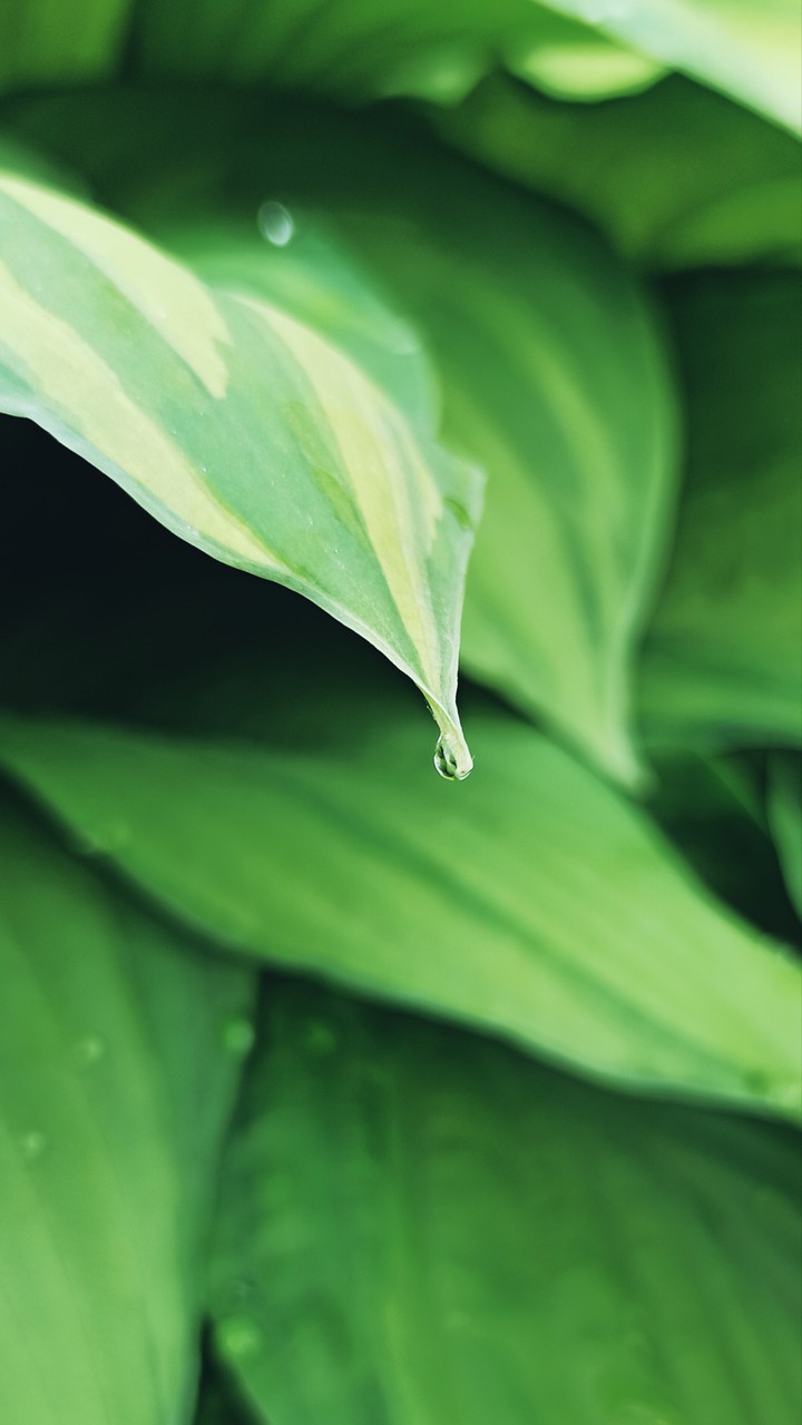 Morning dew
