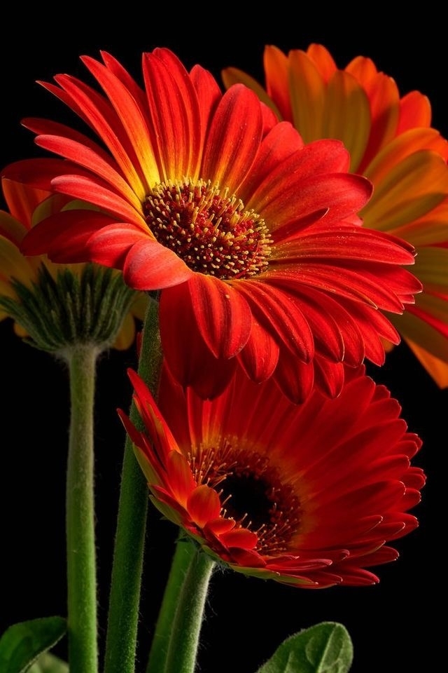 beautiful flowers