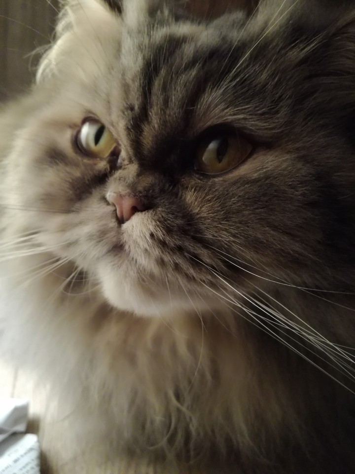 cat