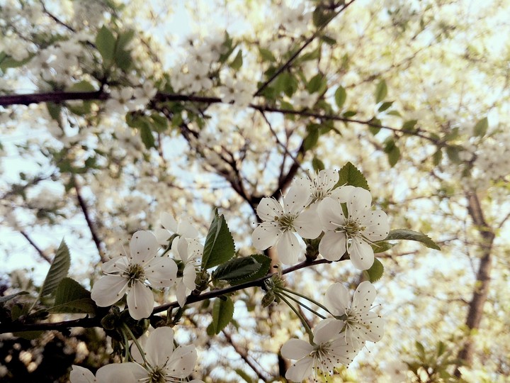 Cherry