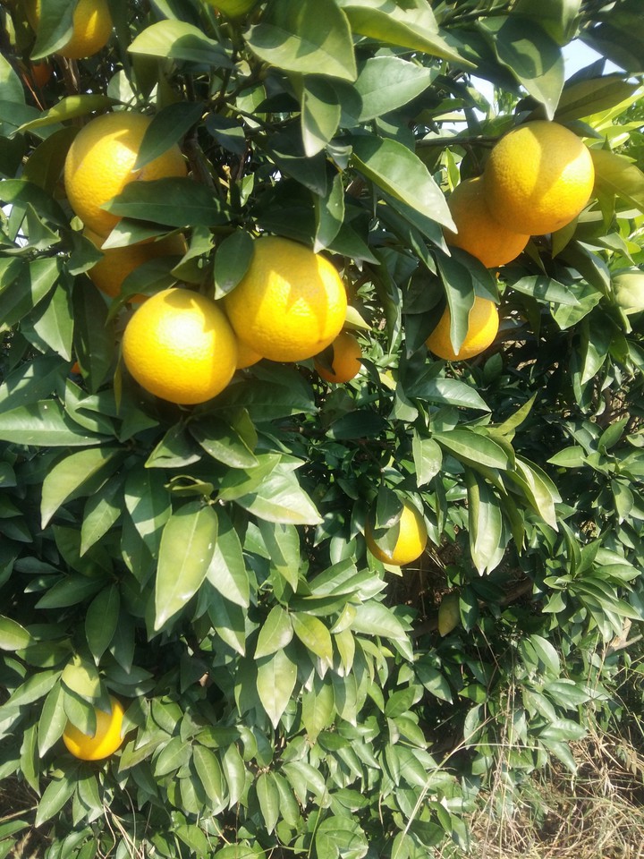 oranges